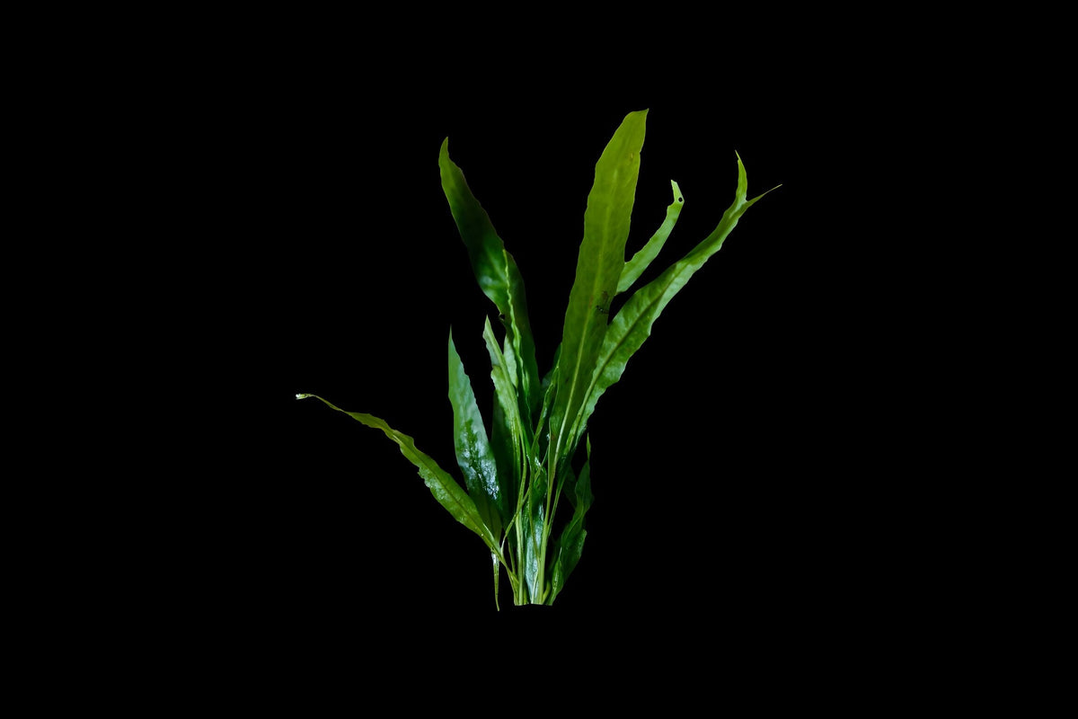 Microsorum pteropus 'Narrow leaf'