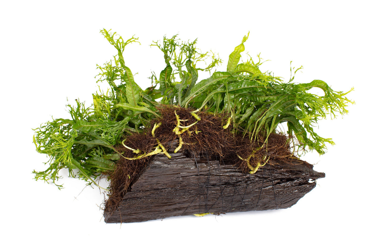 Microsorum pteropus 'Windelov'