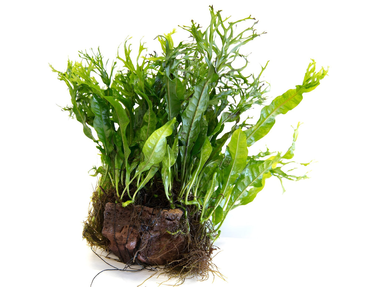 Microsorum pteropus 'Windelov'