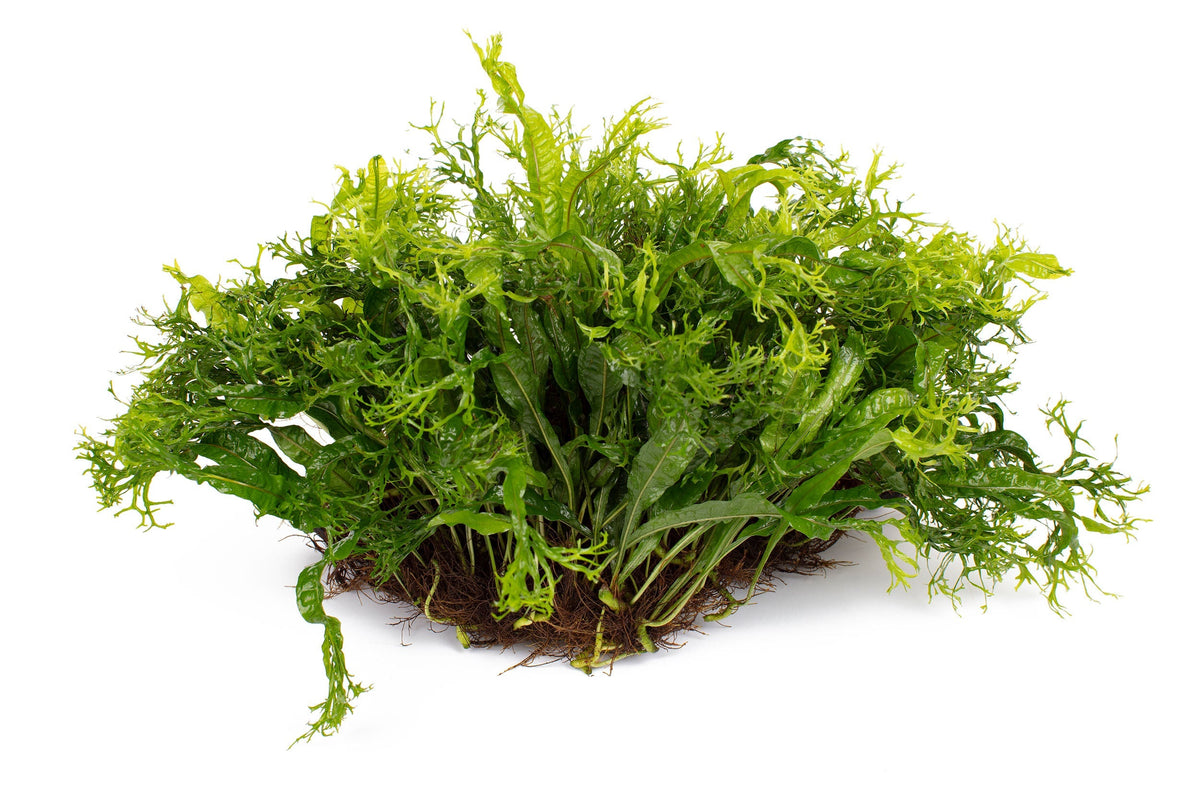 Microsorum pteropus 'Windelov'