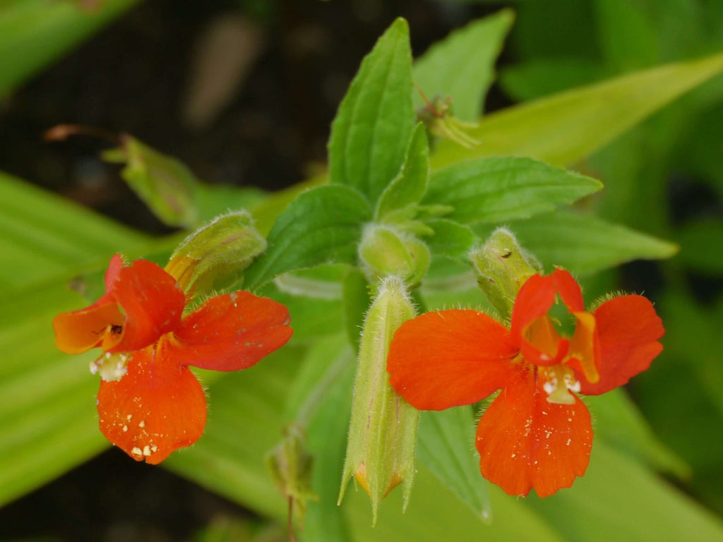 Mimulus cardinalis