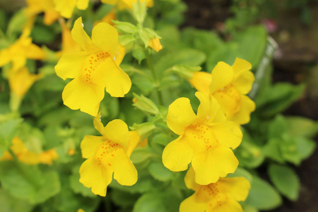 Mimulus guttatus
