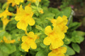 Mimulus guttatus