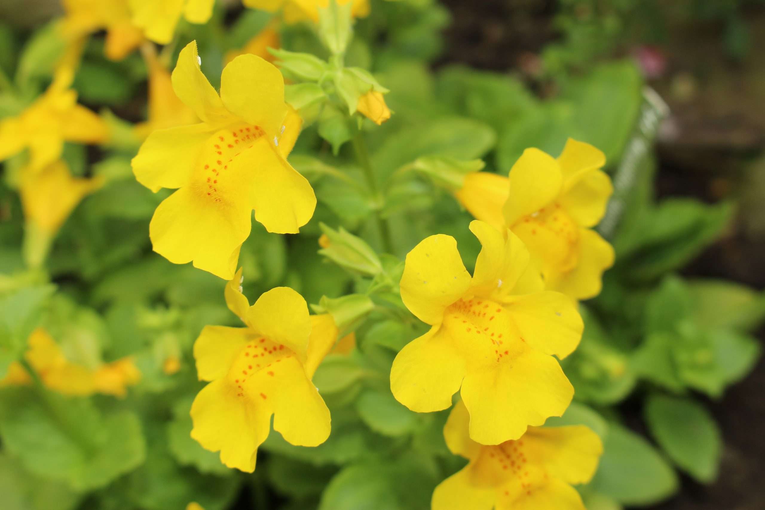 Mimulus guttatus