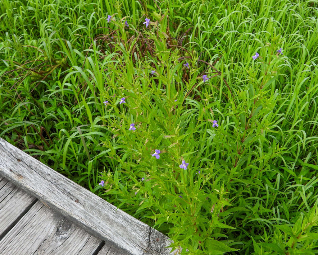 Mimulus ringens