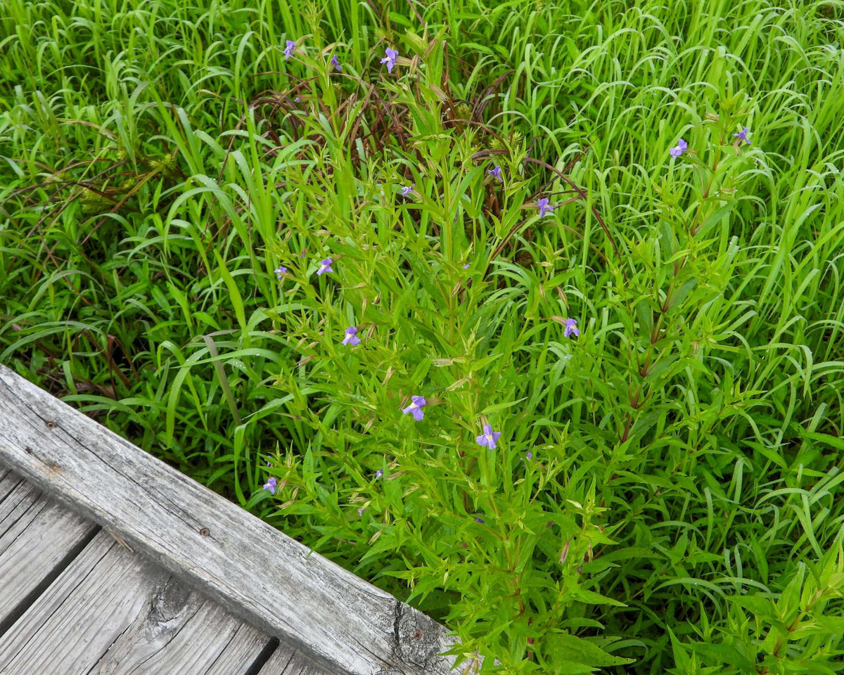 Mimulus ringens