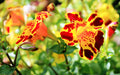 Mimulus tigrinus