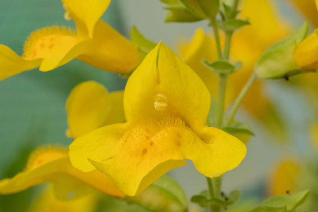Mimulus guttatus