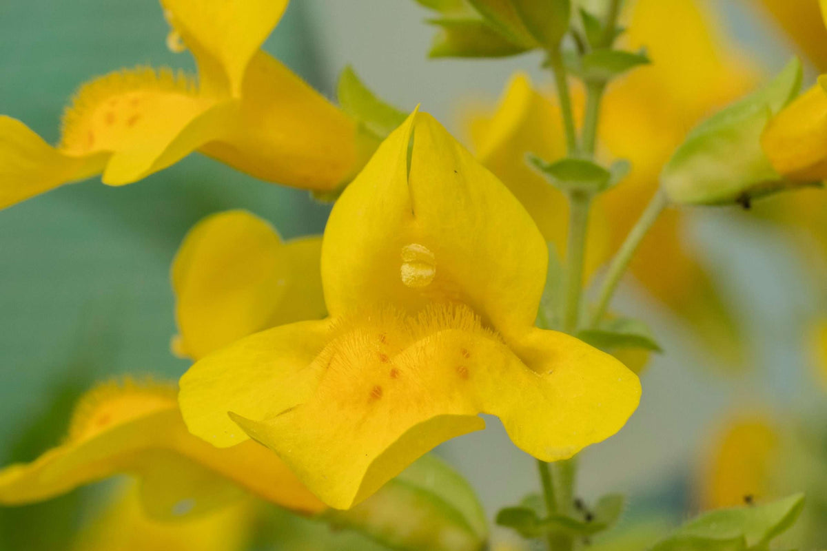 Mimulus guttatus