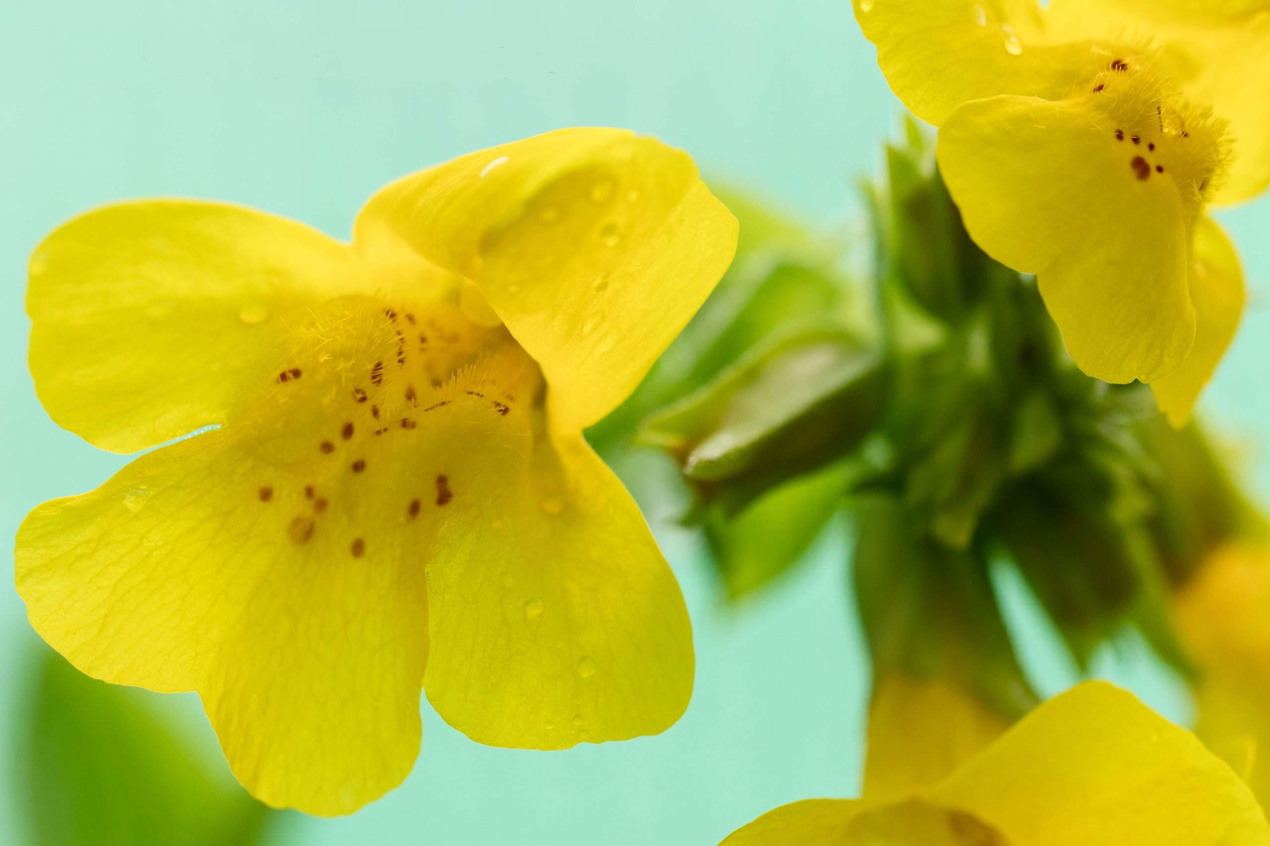 Mimulus guttatus