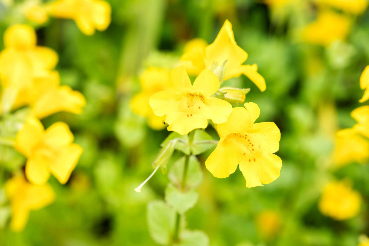 Mimulus guttatus