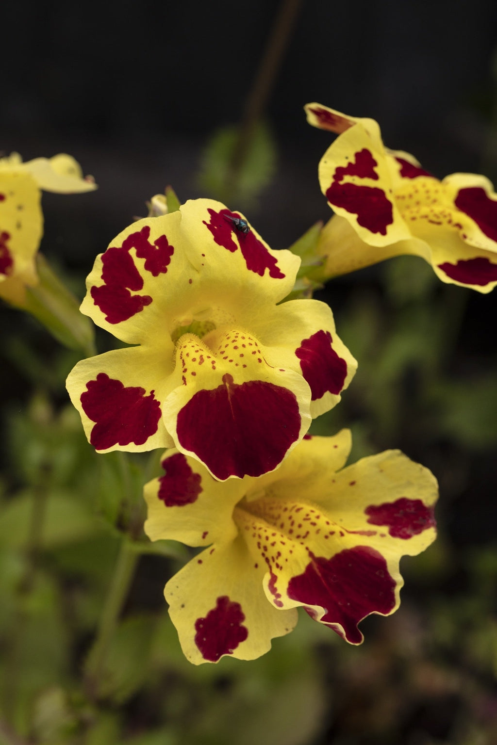 Mimulus tigrinus