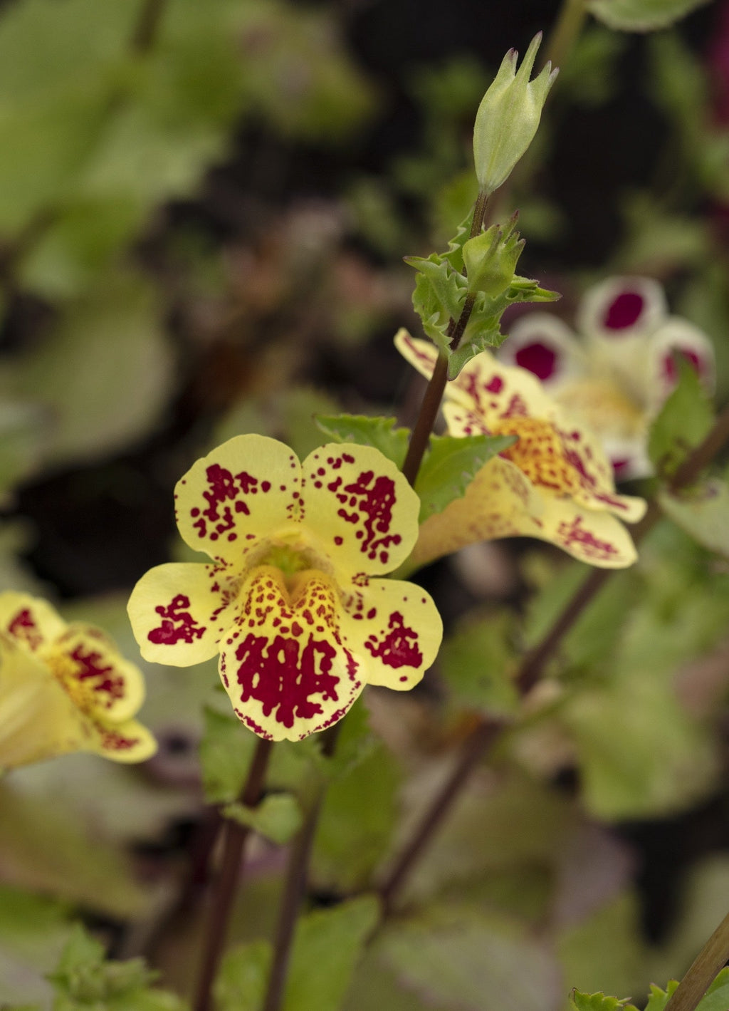 Mimulus tigrinus
