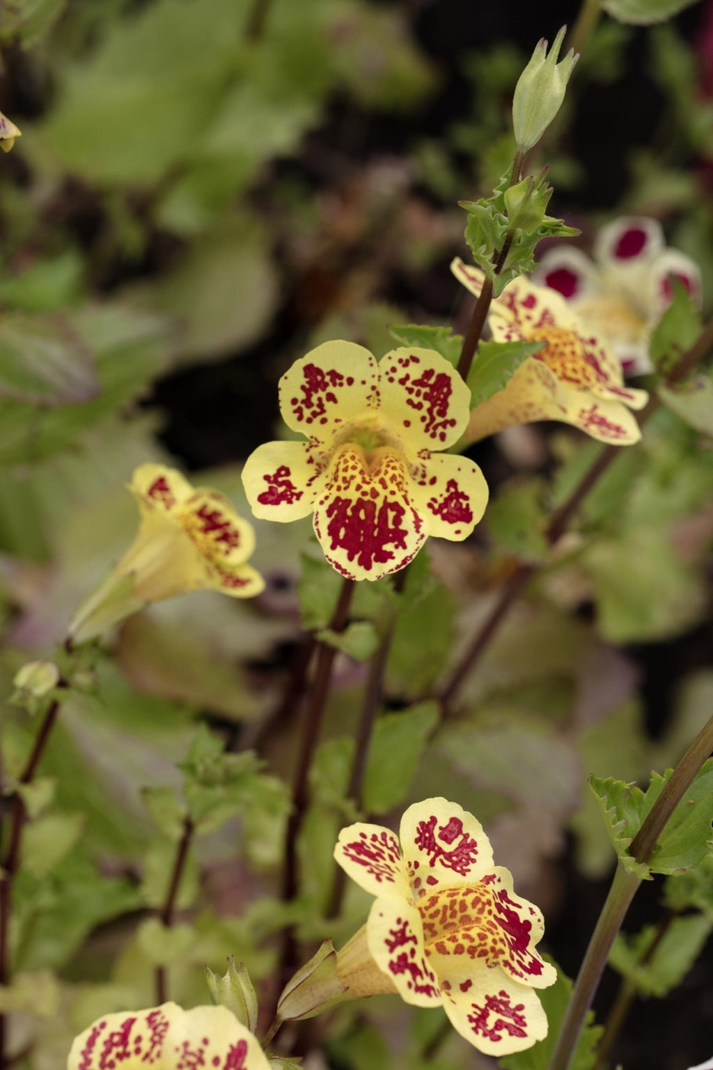 Mimulus tigrinus