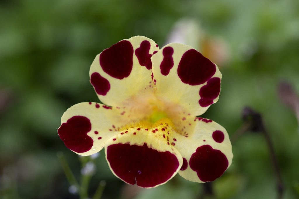 Mimulus tigrinus