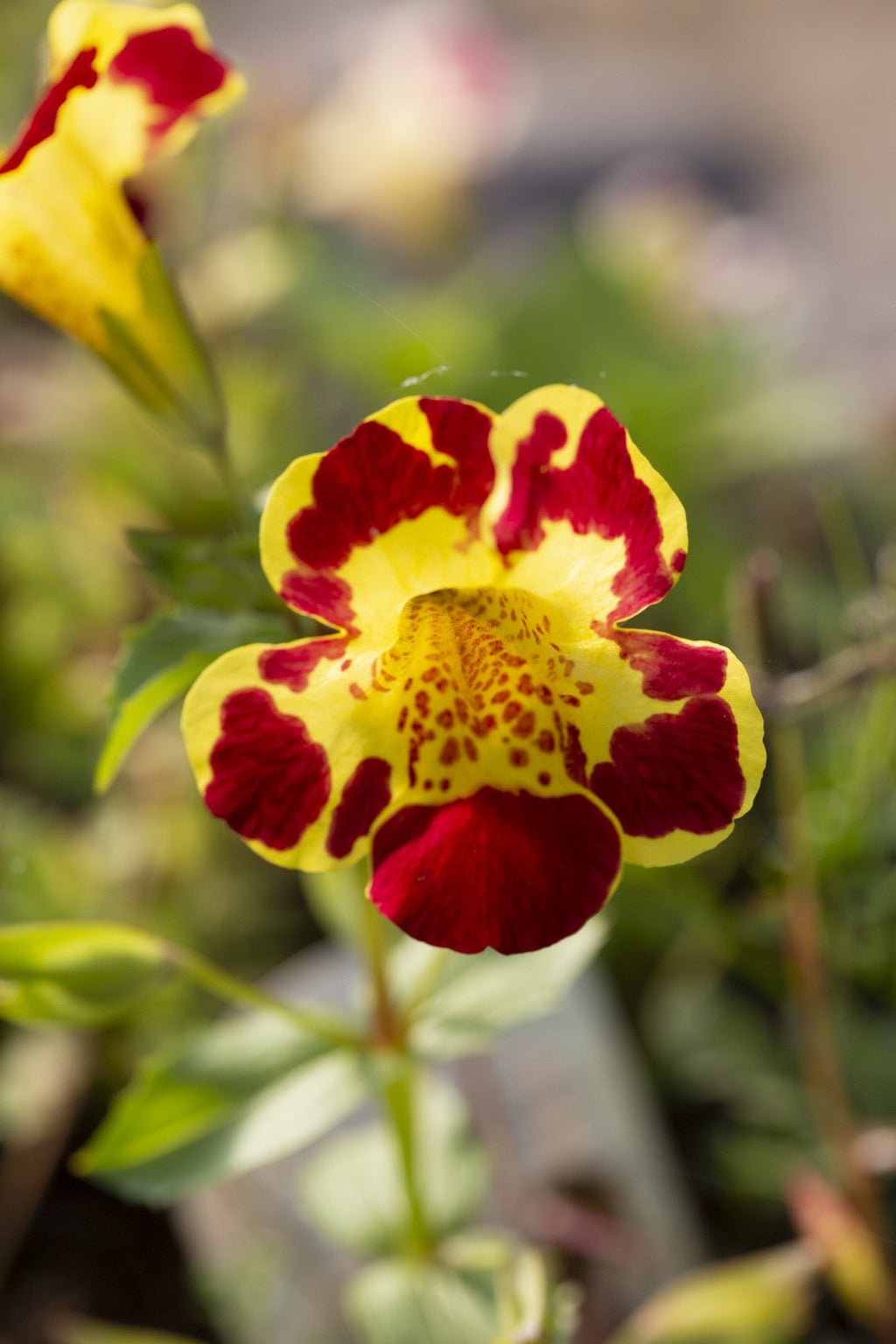 Mimulus tigrinus