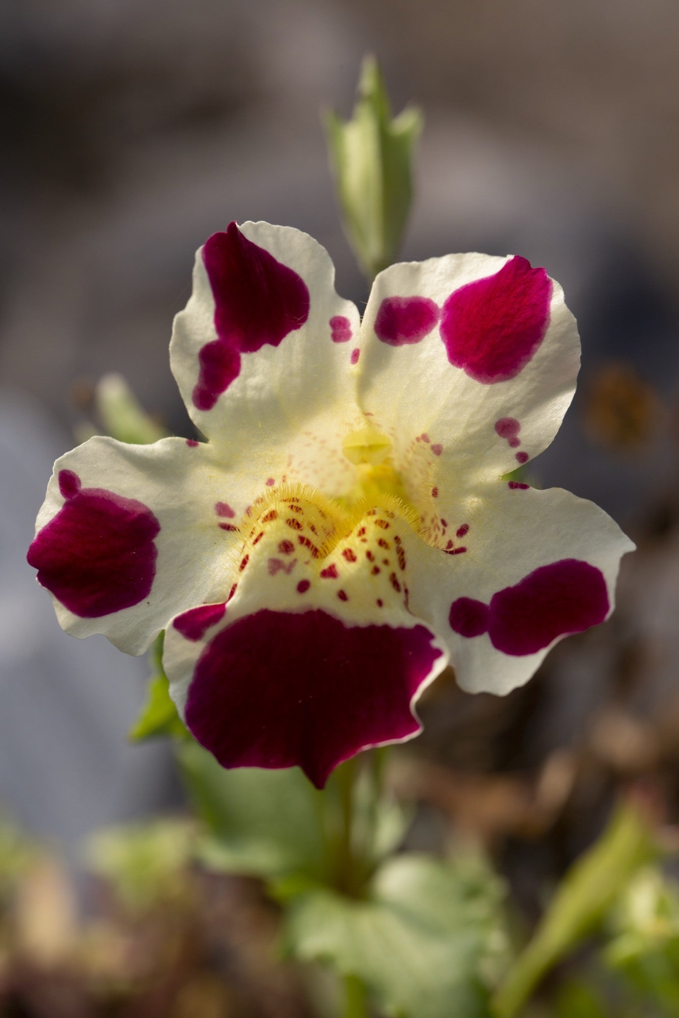 Mimulus tigrinus
