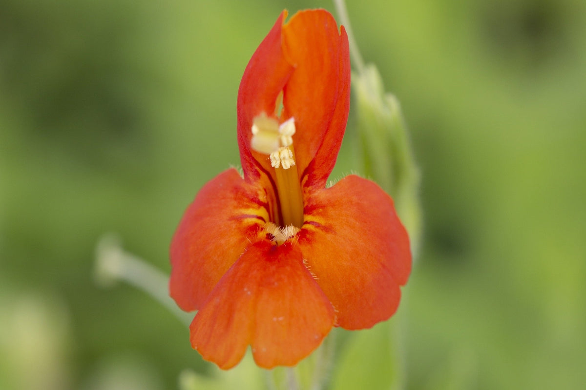 Mimulus cardinalis