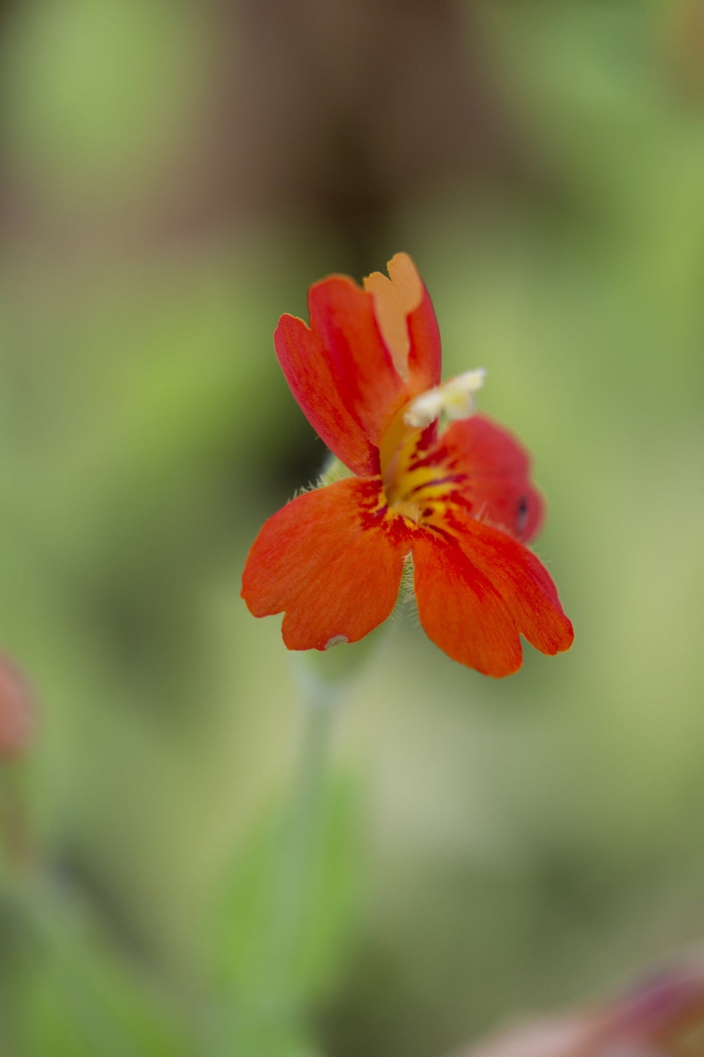 Mimulus cardinalis