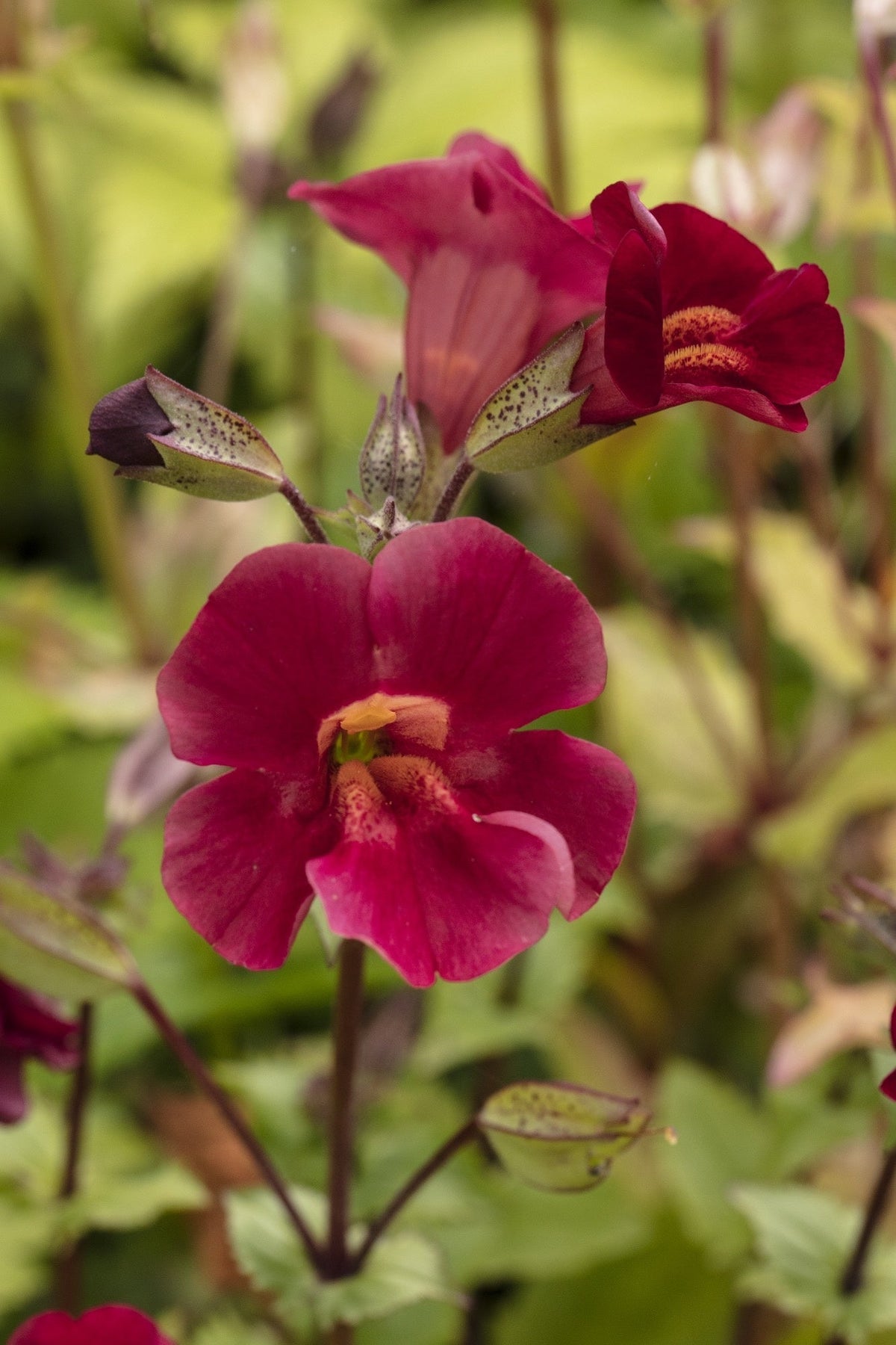 Mimulus cupreus 'Red Emperor'