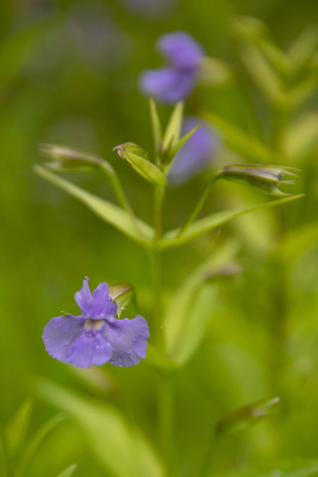 Mimulus ringens