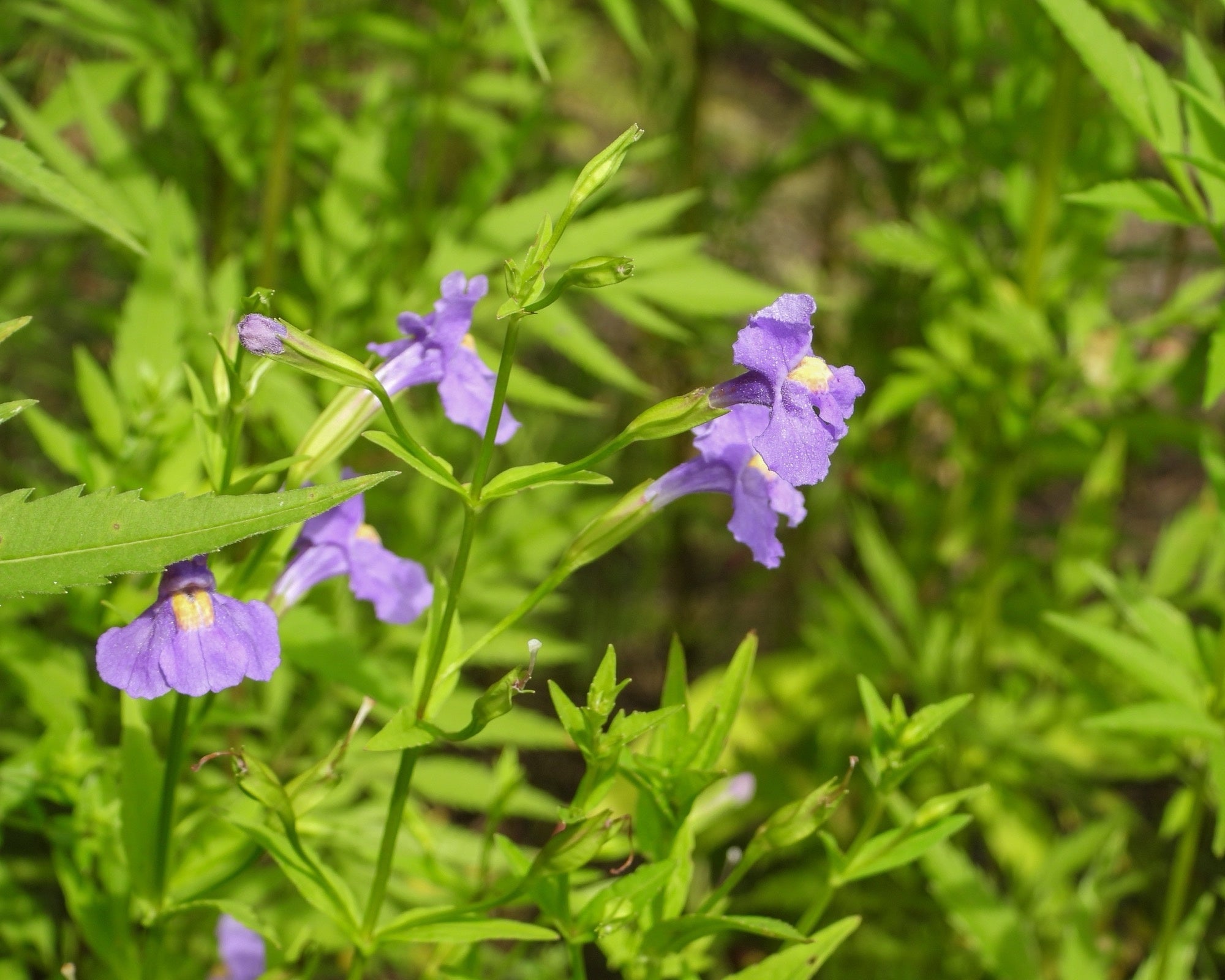 Mimulus ringens