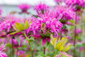 Monarda 'Bee-Lieve'