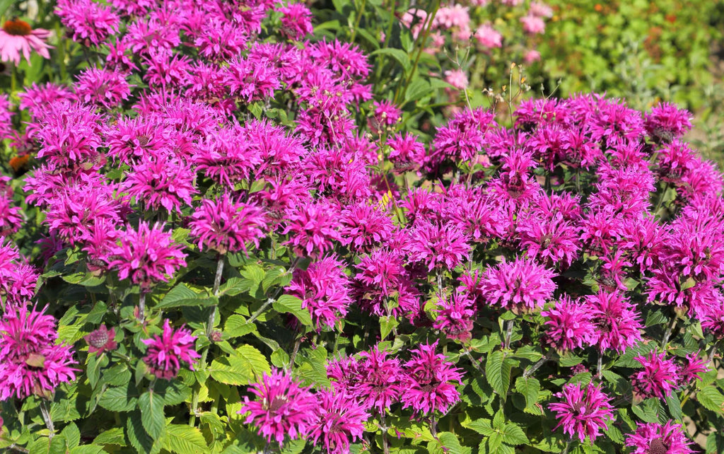 Monarda 'Bee-True'