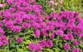 Monarda 'Bee-True'