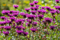 Monarda 'Scorpion'