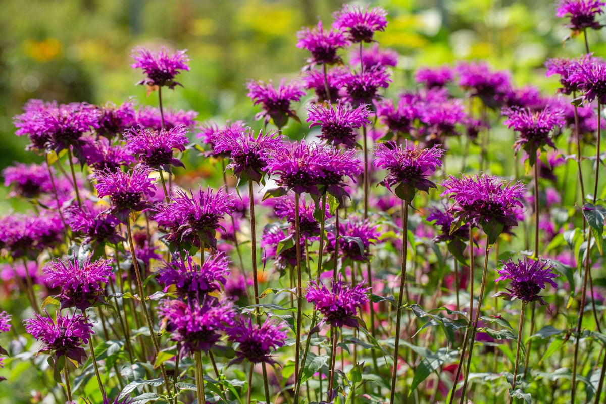 Monarda 'Scorpion'