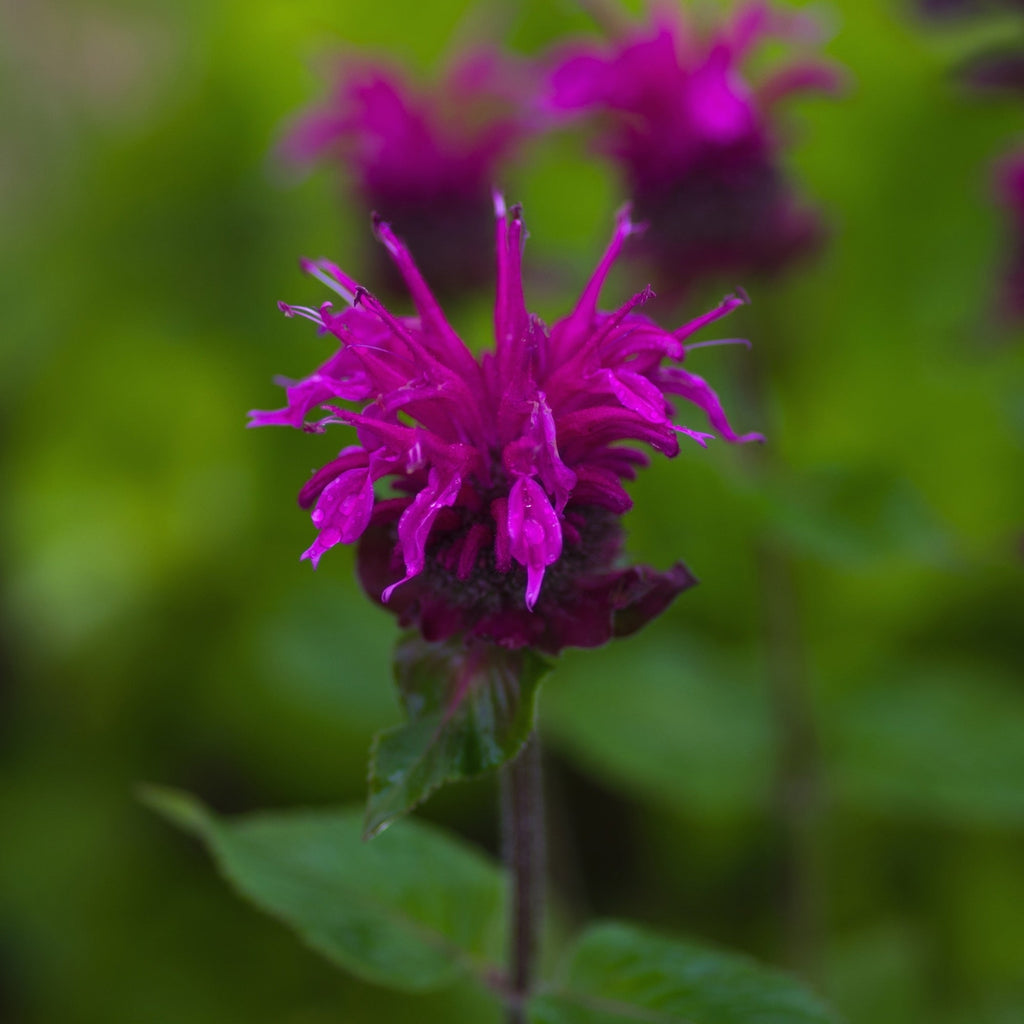 Monarda 'Bee-True'