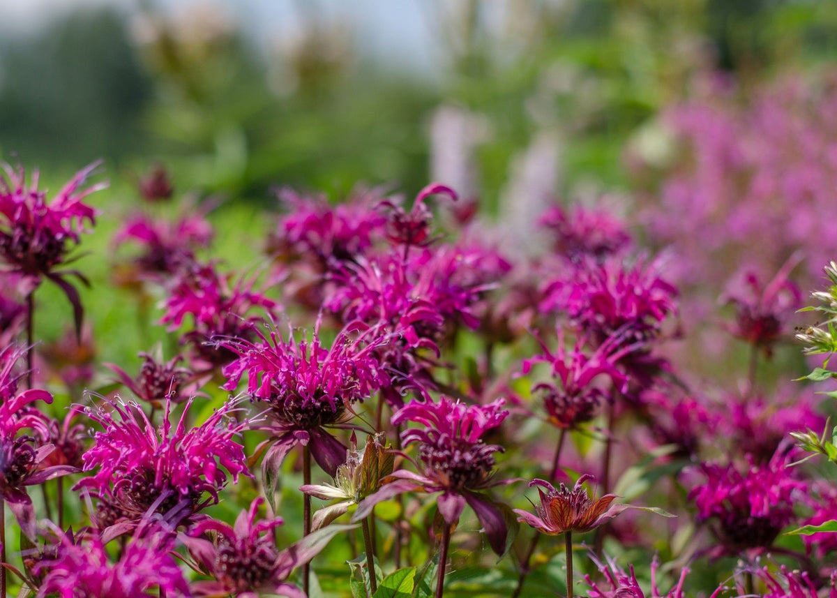 Monarda 'Bee-True'