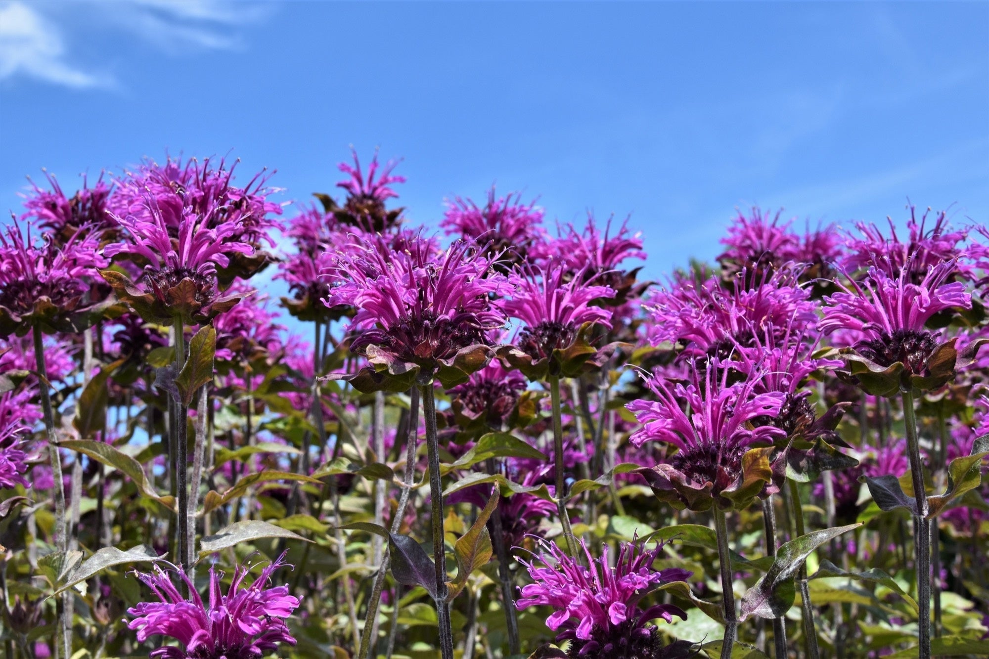 Monarda 'Scorpion'