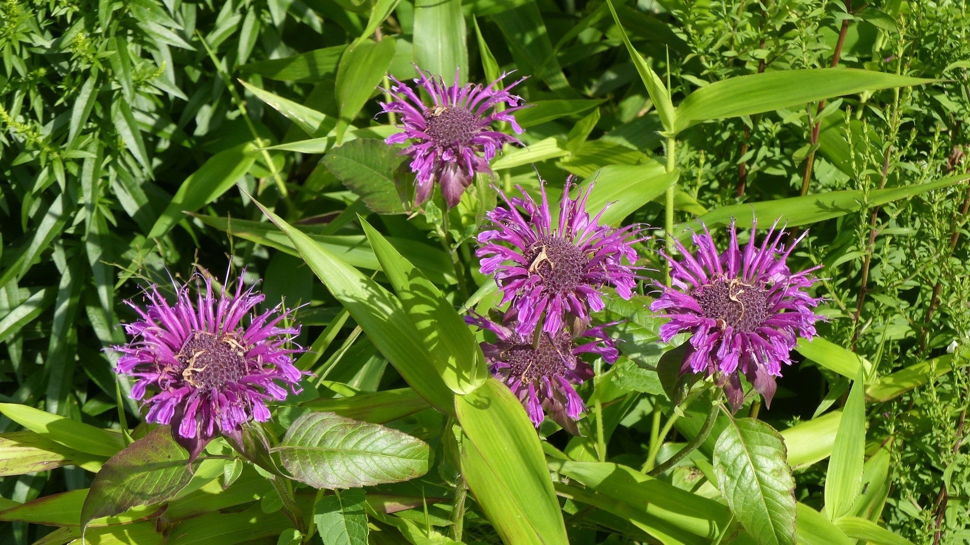 Monarda 'Scorpion'