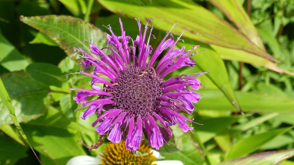 Monarda 'Scorpion'