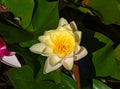 Nymphaea 'Moorei'