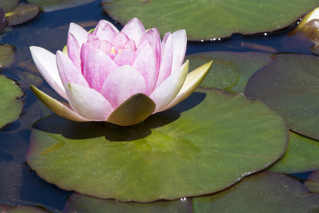 Nymphaea 'Mrs. Richmond'