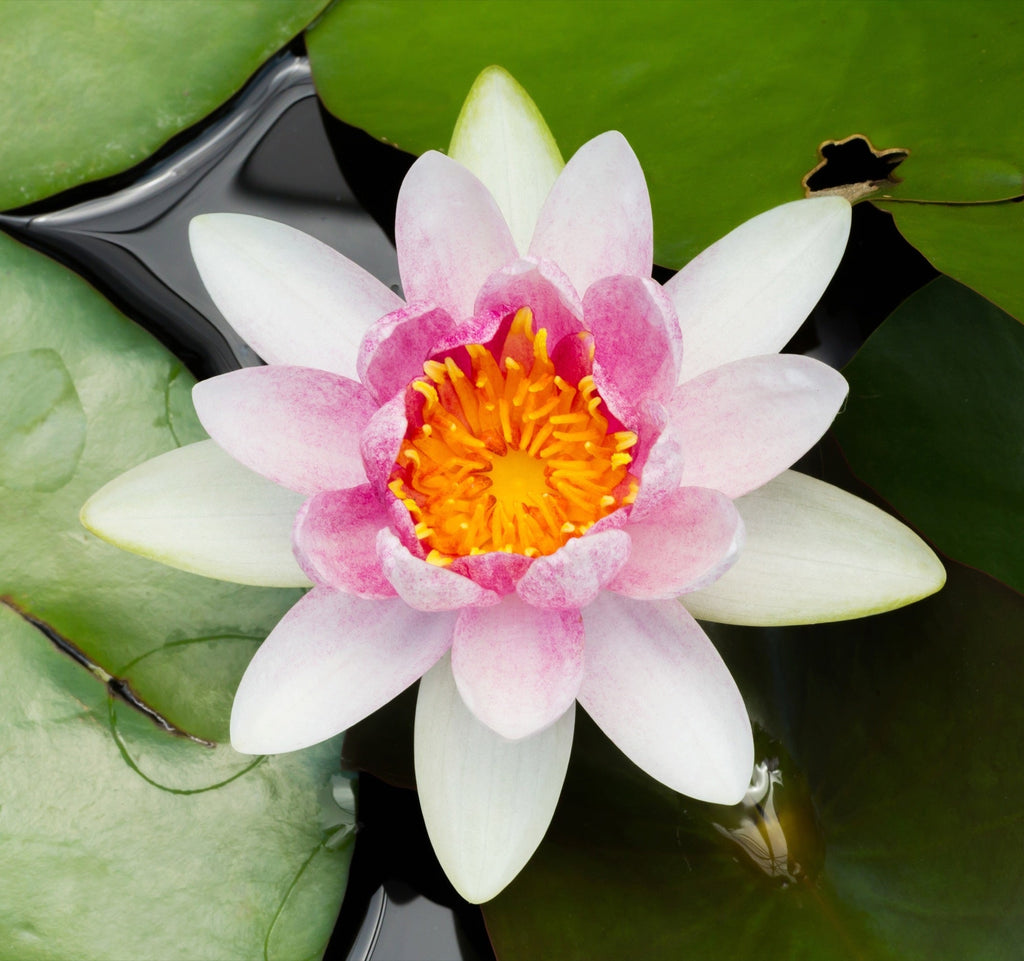 Nymphaea 'Mrs. Richmond'