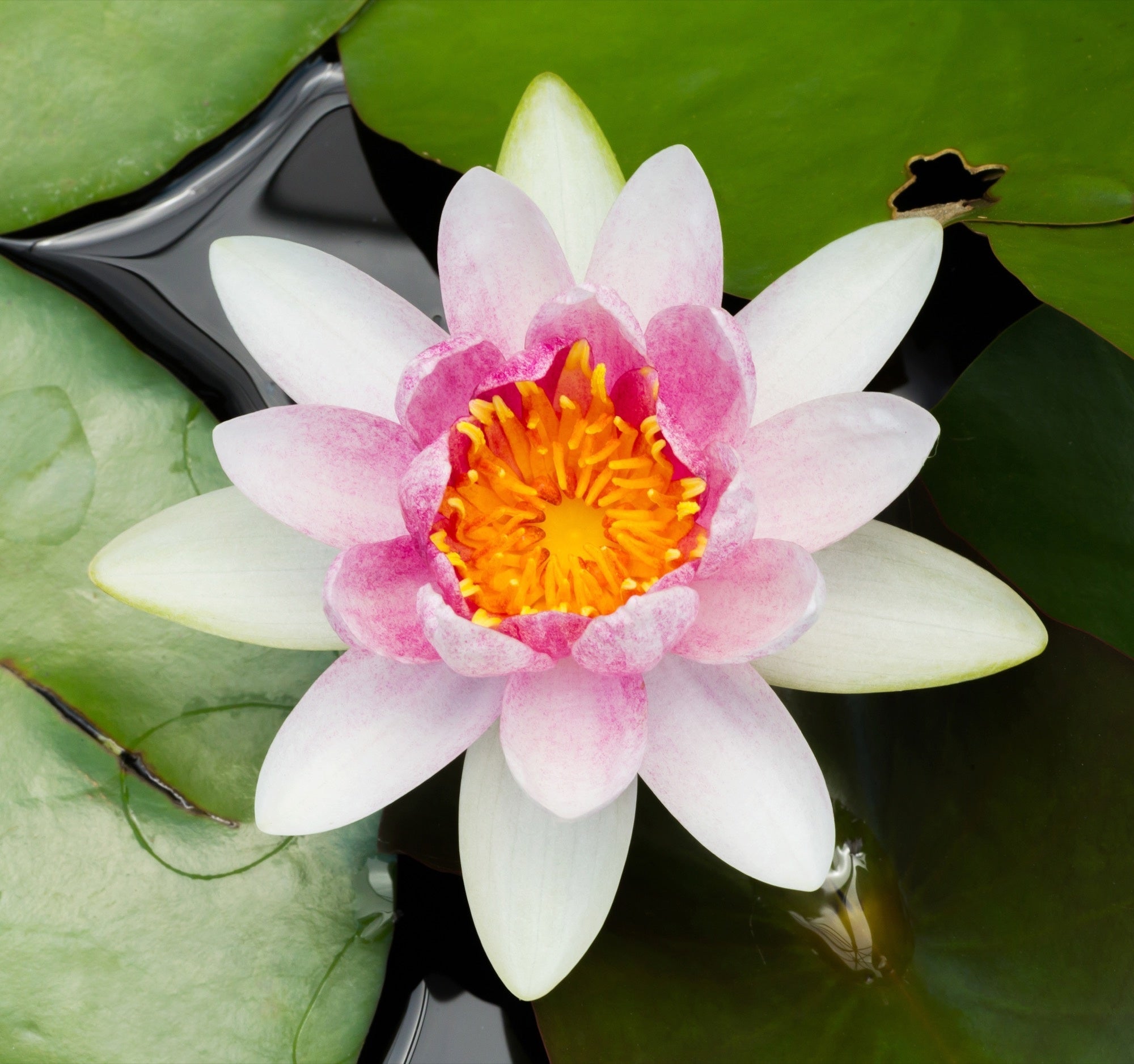 Nymphaea 'Mrs. Richmond'