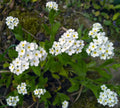 Myosotis scorpioides 'White'