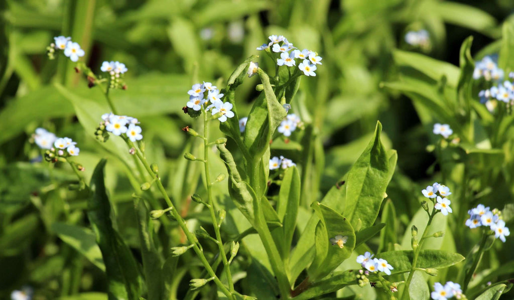 Myosotis scorpioides