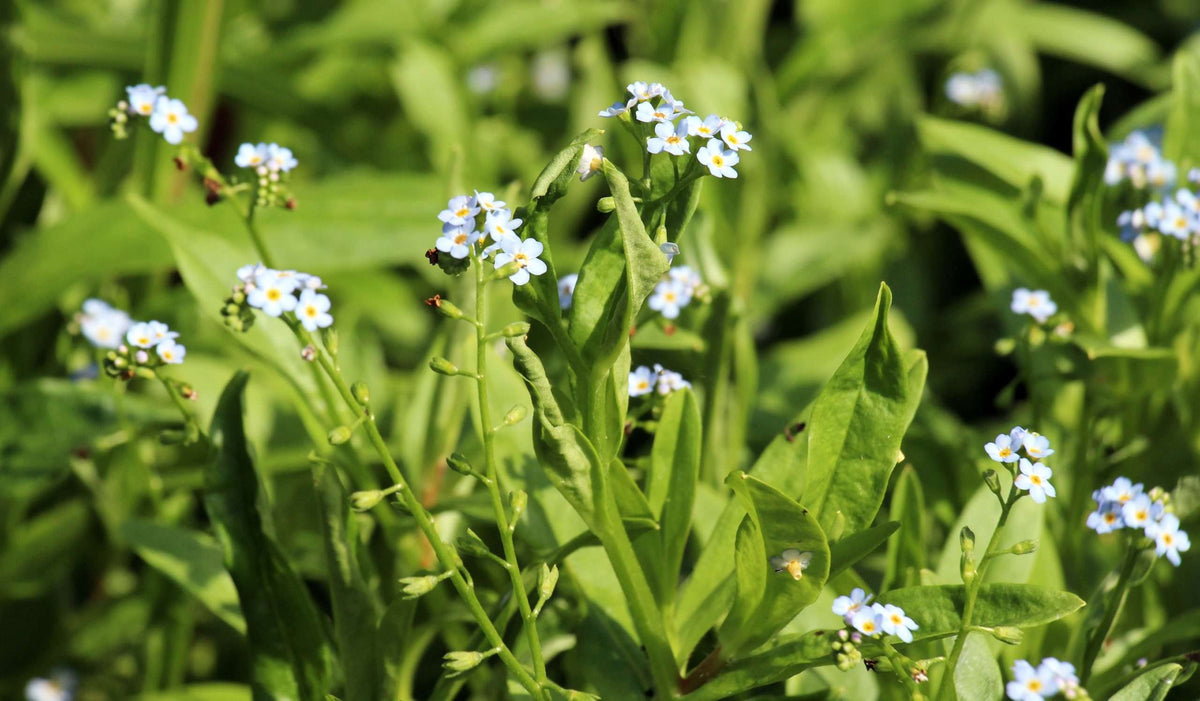 Myosotis scorpioides