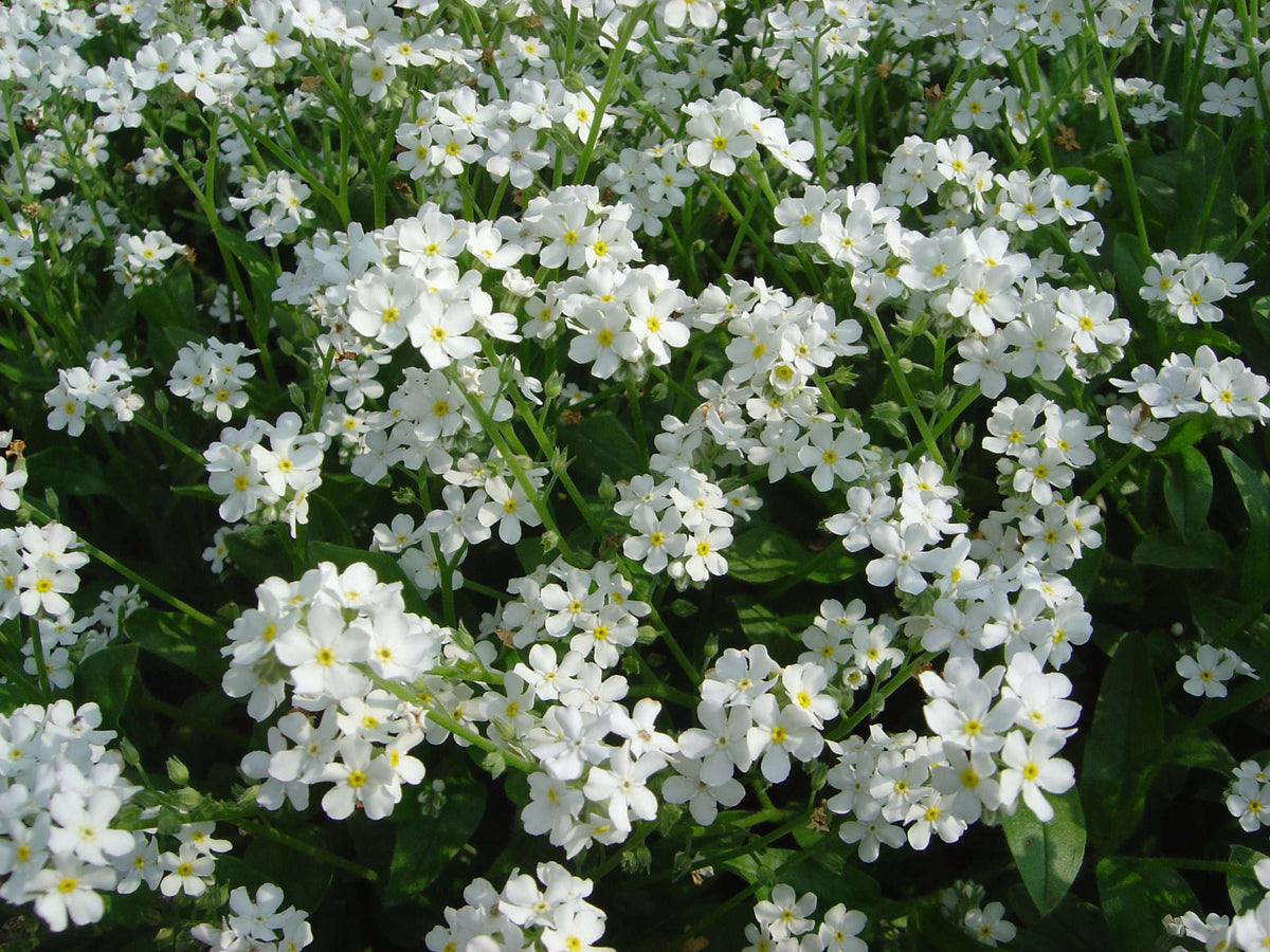 Myosotis scorpioides 'White'