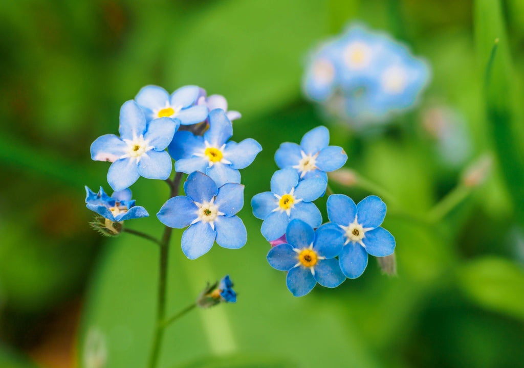 Myosotis palustris 'Semperflorens'