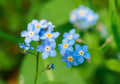Myosotis palustris 'Semperflorens'