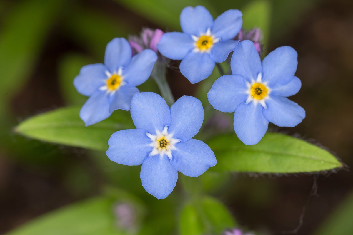 Myosotis palustris 'Semperflorens'