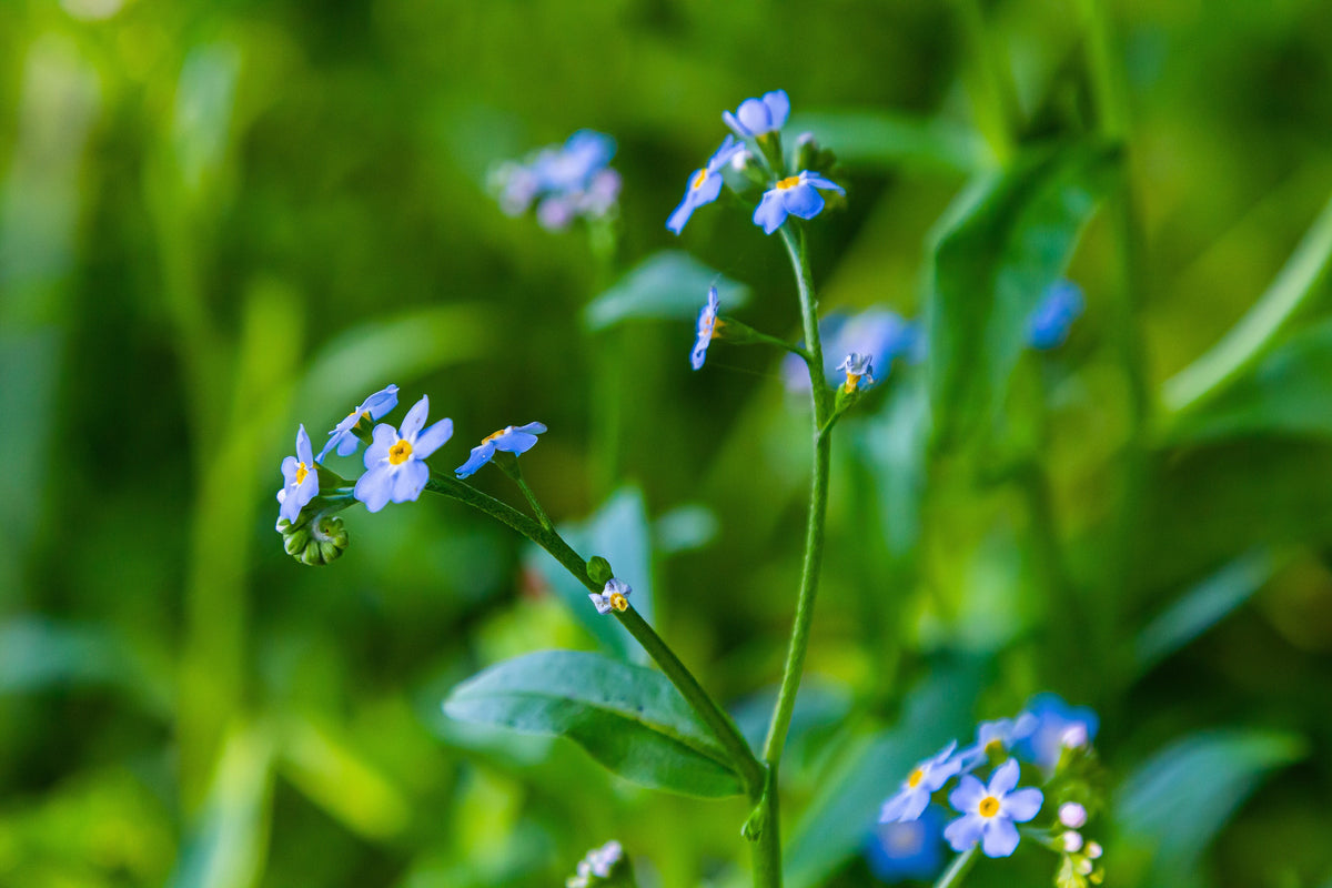 Myosotis palustris 'Semperflorens'