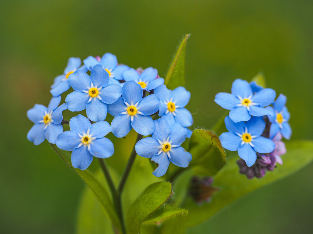 Myosotis palustris 'Semperflorens'