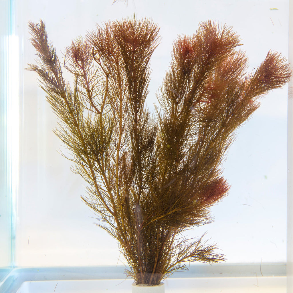 Myriophyllum tuberculatum
